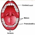 Incisors, Canines, Premolars, Molars and Wisdom Teeth Functions in Human