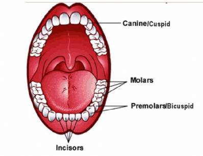 Incisors, Canines, Premolars, Molars and Wisdom Teeth Functions in Human