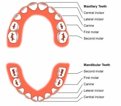 Primary Molars Teeth Care